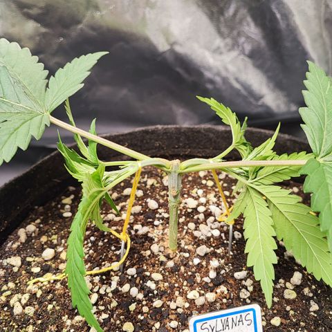 Sylvanas growlog photo: Primeira amarra do mainlining, amanhã puxarei mais um pouco.