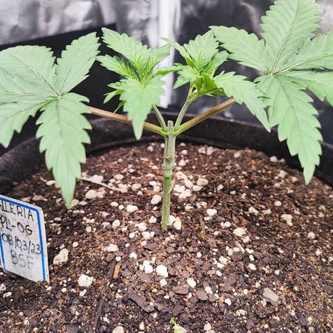 Alleria growlog photo: Amanhã iniciarei as amarras do mainlining.