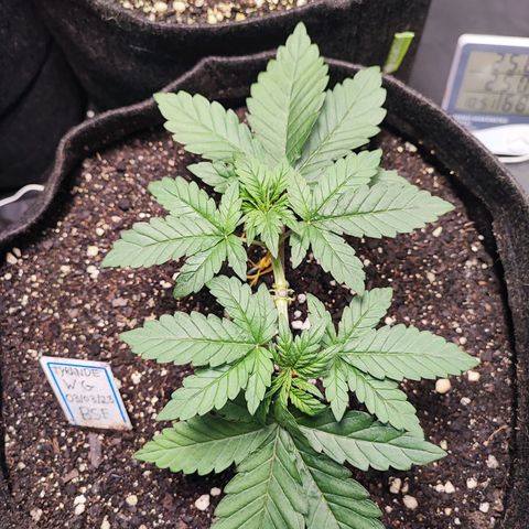 Tyrande growlog timeline photo