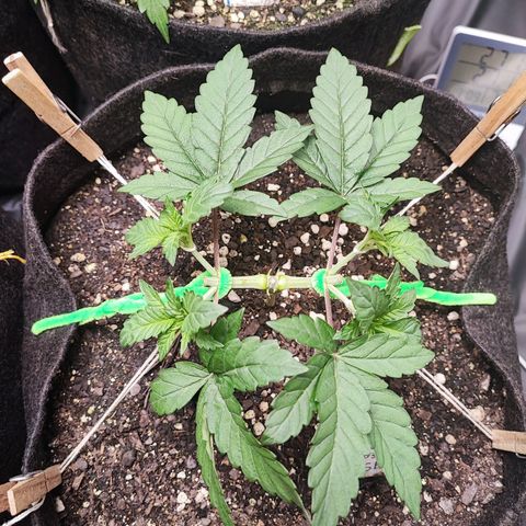 Tyrande growlog timeline photo