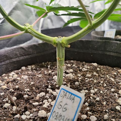 Jaina growlog photo: Fui arrumar as amarras e acabei quebrando um galho inteiro 😢, 2 tops buds a menos infelizmente.
