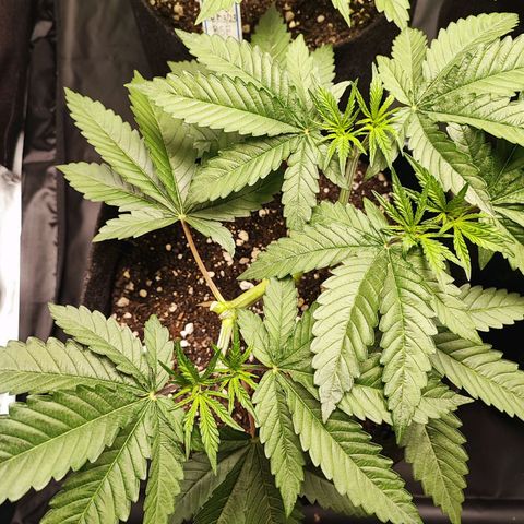 Jaina growlog photo: Fui arrumar as amarras e acabei quebrando um galho inteiro 😢, 2 tops buds a menos infelizmente.