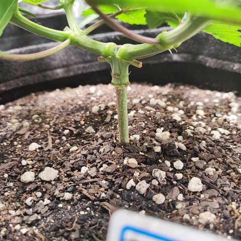 Tyrande growlog timeline photo