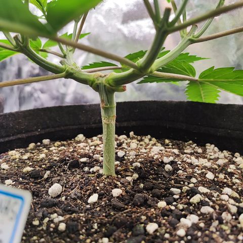 Sylvanas growlog timeline photo