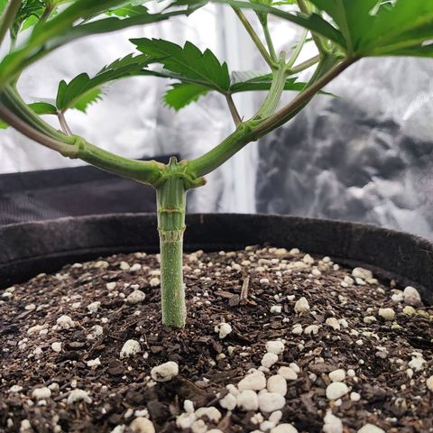 Alleria growlog timeline photo