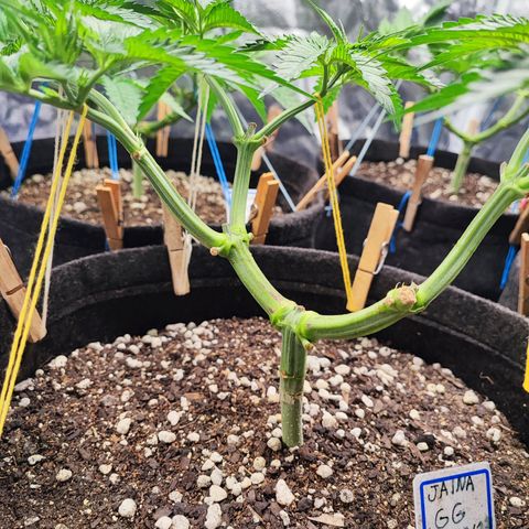 Jaina growlog photo: Dor no coração ver ela faltando um pedaço hehe