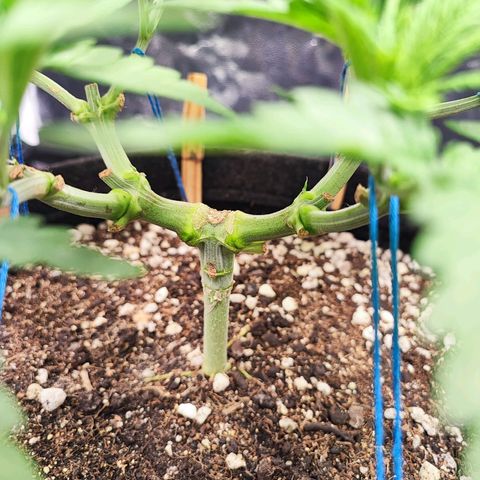 Sylvanas growlog timeline photo