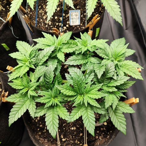 Tyrande growlog timeline photo