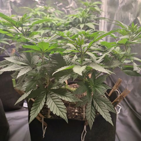 Tyrande growlog timeline photo