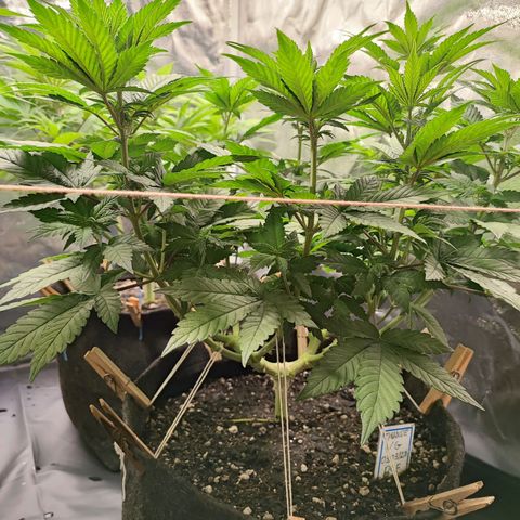 Tyrande growlog timeline photo