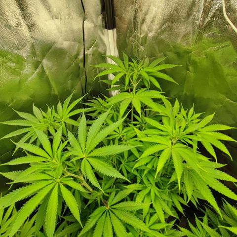 Jaina growlog timeline photo