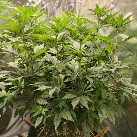 Tyrande growlog timeline photo