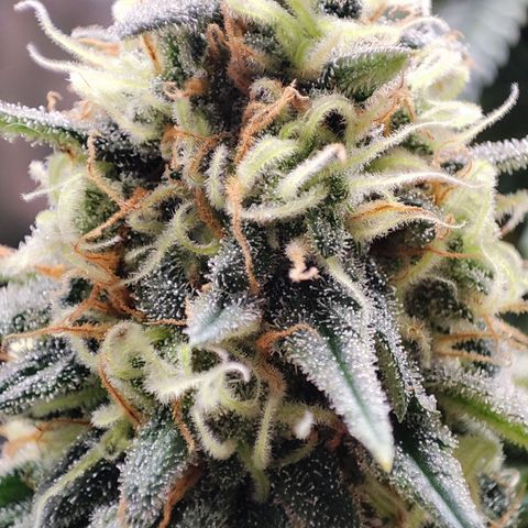 Tyrande growlog timeline photo