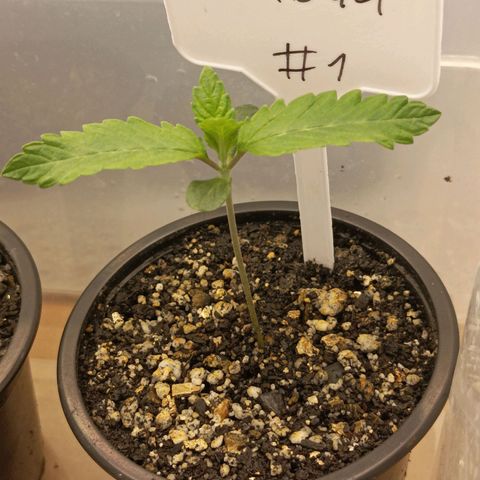 Sexbud #1 growlog timeline photo