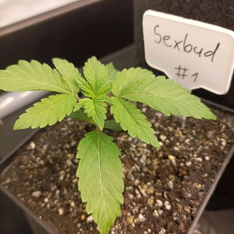 Sexbud #1 growlog timeline photo