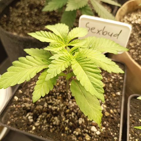 Sexbud #1 growlog timeline photo