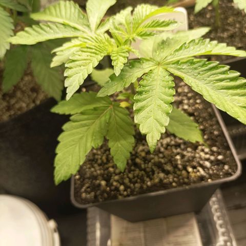 Sexbud #1 growlog timeline photo