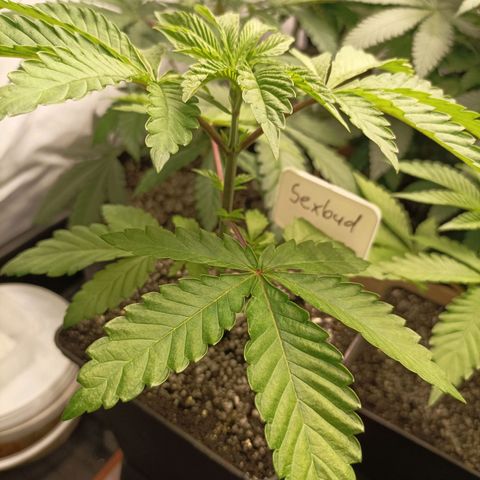 Sexbud #1 growlog timeline photo
