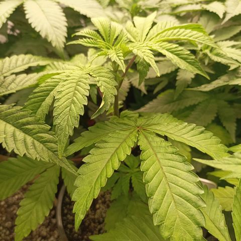 Sexbud #1 growlog timeline photo
