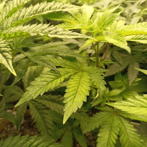 Sexbud #1 growlog timeline photo