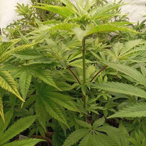 Sexbud #1 growlog timeline photo