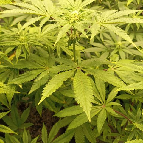 Sexbud #1 growlog timeline photo