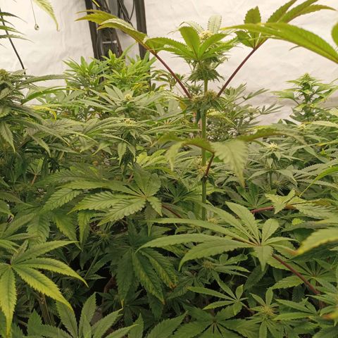 Sexbud #1 growlog timeline photo