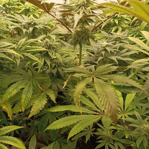 Sexbud #1 growlog timeline photo