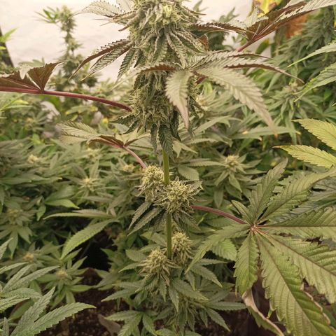 Sexbud #1 growlog timeline photo