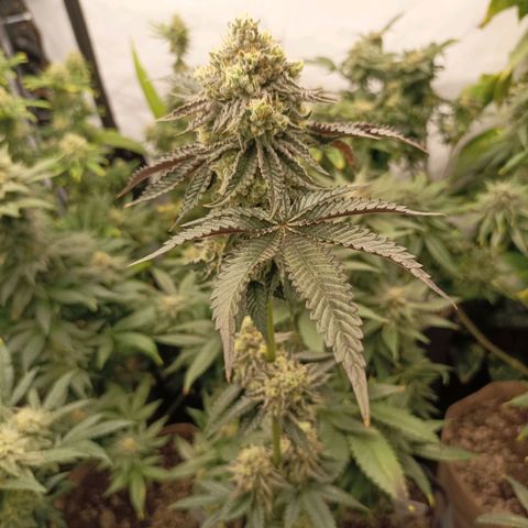 Sexbud #1 growlog timeline photo