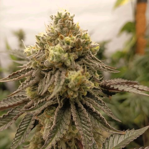 Sexbud #1 growlog timeline photo