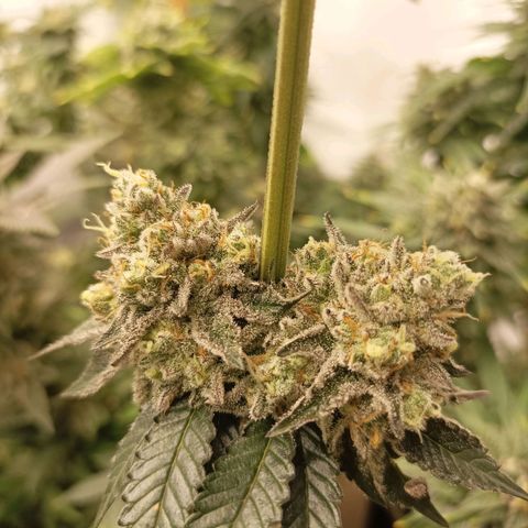 Sexbud #1 growlog timeline photo