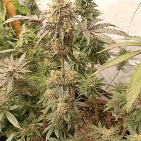 Sexbud #1 growlog timeline photo