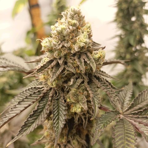 Sexbud #1 growlog timeline photo