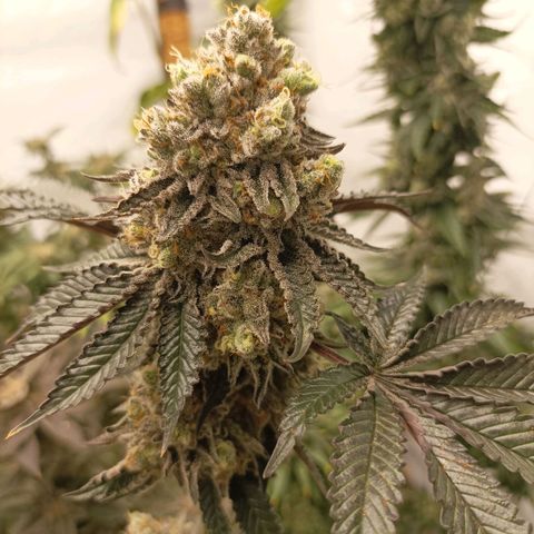 Sexbud #1 growlog timeline photo