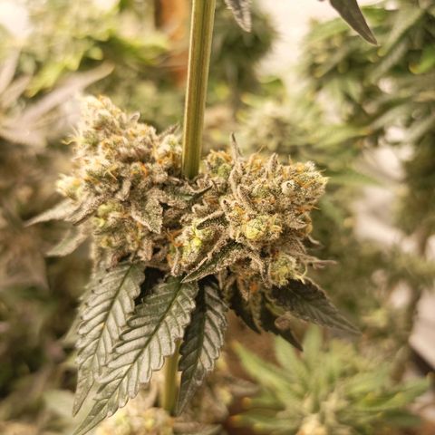 Sexbud #1 growlog timeline photo