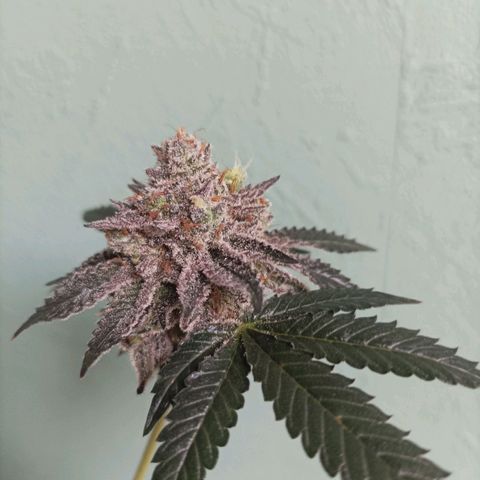 Sexbud #1 growlog timeline photo