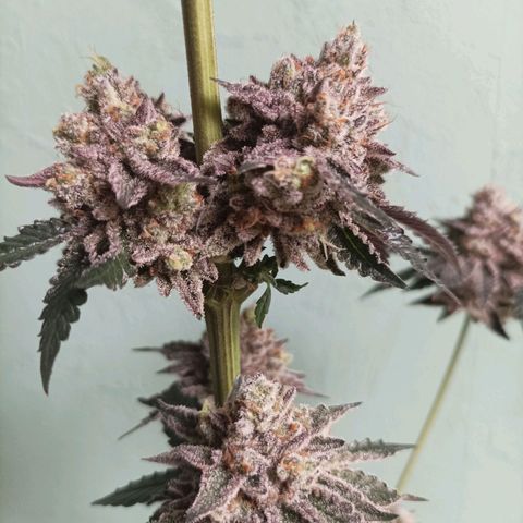 Sexbud #1 growlog timeline photo