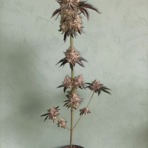 Sexbud #1 growlog timeline photo