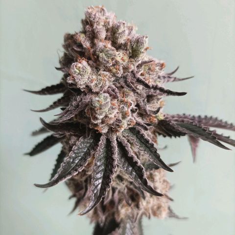 Sexbud #1 growlog timeline photo