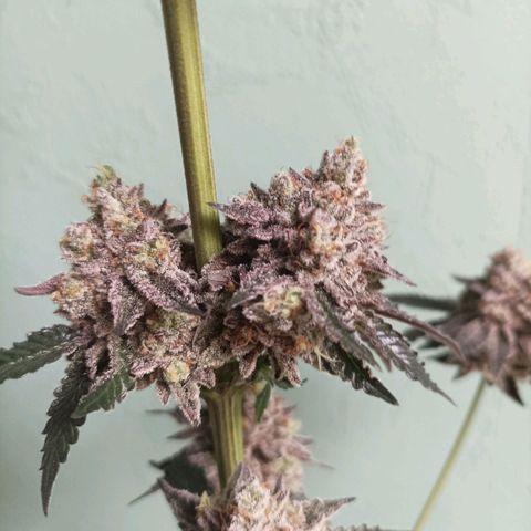 Sexbud #1 growlog timeline photo