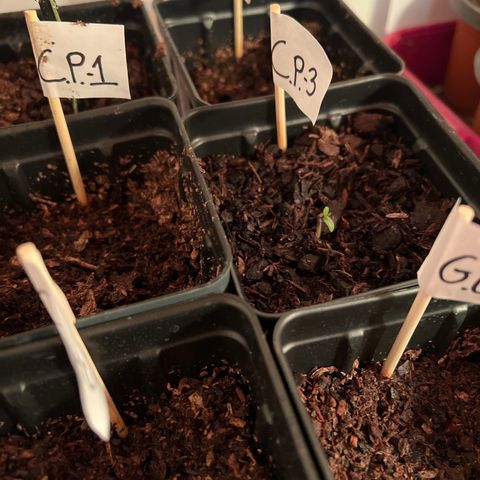 CP3 growlog timeline photo