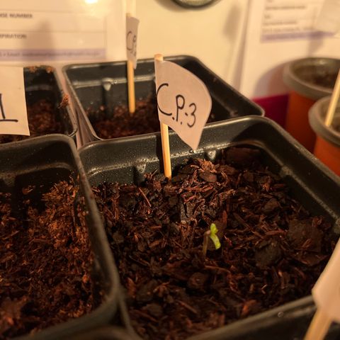 CP3 growlog timeline photo