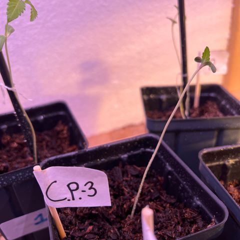 CP3 growlog timeline photo
