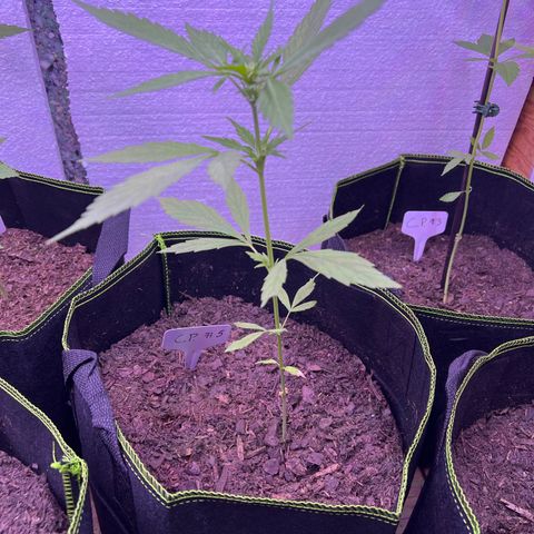 CP3 growlog timeline photo