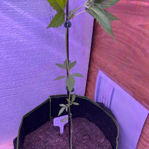 CP3 growlog timeline photo