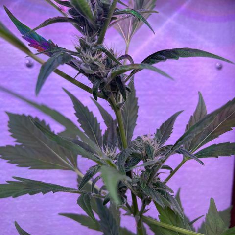CP3 growlog timeline photo