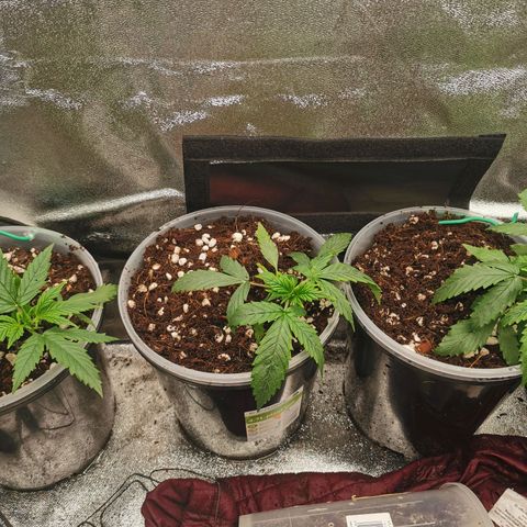 New System Test Run growlog timeline photo