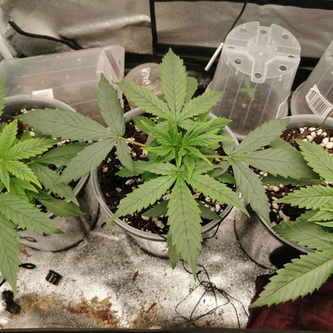 New System Test Run growlog timeline photo