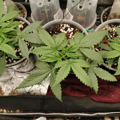 New System Test Run growlog timeline photo